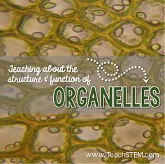 an image of organelles with the words teaching about the structure and function of organelle