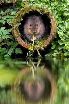 a rodent in a hole surrounded by greenery