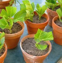 there are many potted plants with green leaves