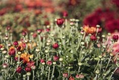 many red and yellow flowers in a field