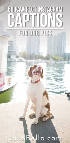 a brown and white dog sitting on top of a pier next to the water with text overlay reading 60 paw - effect instagramm captions for dog pics