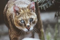 a close up of a cat with blue eyes near a tree and snow on the ground