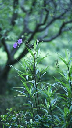 a purple flower sitting on top of a lush green field next to a leafy tree