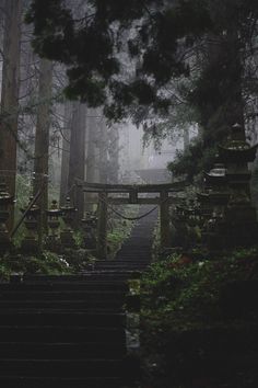 the stairs lead up to an area with moss growing on them and trees in the background