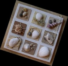 several seashells are arranged on top of each other