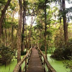 a wooden walkway in the middle of a swampy area with trees on both sides