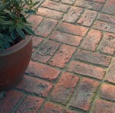 a potted plant sitting on top of a brick sidewalk