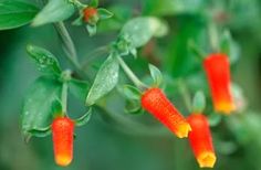 small orange flowers with green leaves in the background