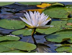 a white waterlily floating on top of lily pads