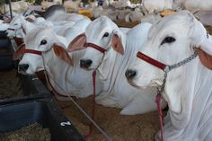 there are many white cows tied up together