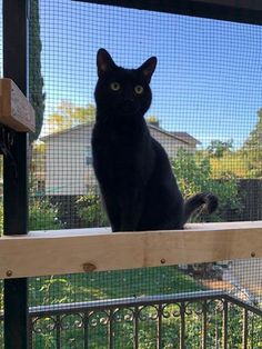 a black cat sitting on top of a window sill