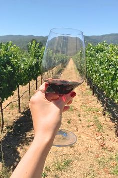 a hand holding a glass of wine in front of a vineyard field with rows of vines