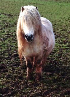 a brown and white horse standing on top of a grass covered field