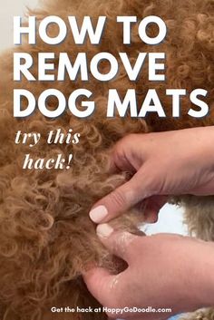 a person grooming a dog's hair with the words how to remove dog mats try this hack