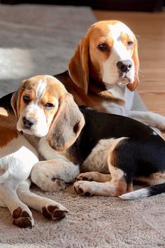 two dogs laying on the floor next to each other