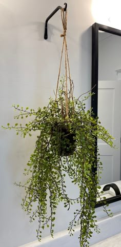 a potted plant hanging from the side of a mirror