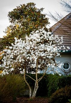 a tree with white flowers in front of a house