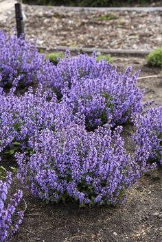 purple flowers are blooming in the garden