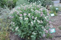 a plant with white and pink flowers in a garden