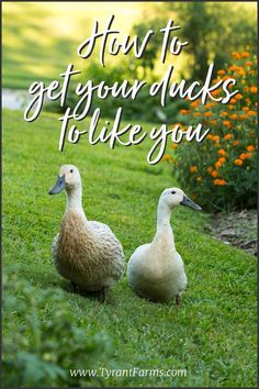 two geese walking in the grass with text overlay how to get your ducks to take you