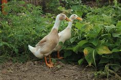 two ducks standing next to each other on the ground near plants and bushes in front of them