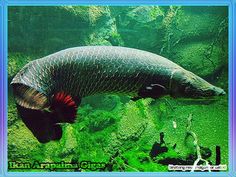 a fish that is laying down in the water near some plants and rocks with algae growing on it