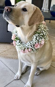 a dog sitting on the floor wearing a flower collar with pink roses and baby's breath