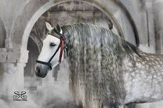 a gray horse standing in front of an arch with fog coming out of it's sides