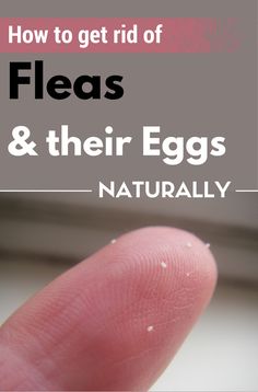 a finger with the words how to get rid of fleas and their eggs naturally