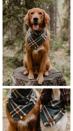 two dogs wearing scarves sitting on top of a tree stump in the woods, one is brown and white