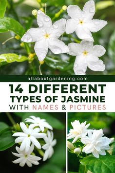 four different types of jasmine flowers with names and pictures in the bottom right corner