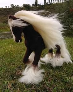 a miniature horse with long white hair on it's back legs