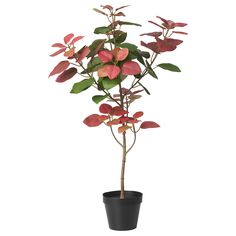 FEJKA artificial potted plant, indoor/outdoor smoke tree, 4 ¾ ". This artificial smoke tree with its true-to-nature look and lovely foliage is primarily made from recycled plastic. Put it in a pot and let it spread a warm feeling in your home. Leaf: 100 % polyester (100% recycled). Ikea Artificial Plants, Pink Alocasia, High Quality Fake Plants, Fake Plants Pink, Ruby Cascade Peperomia, Plant Indoor, Artificial Potted Plants, Household Plants, Potted Plants Outdoor