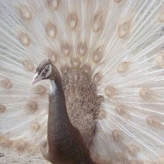 a peacock with its feathers spread out in front of it's face and tail