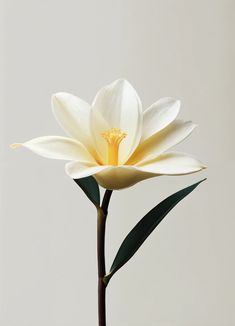 a large white flower with green leaves in front of a gray wall and grey background