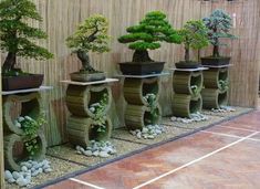 there are many bonsai trees in this room