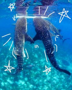 two whale sharks swimming in the ocean with starfishs on their backs and numbers above them