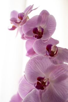 purple orchids are blooming in front of a white background with room for text