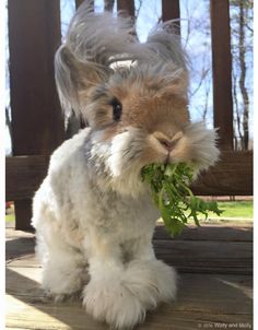 a small rabbit eating some green leaves