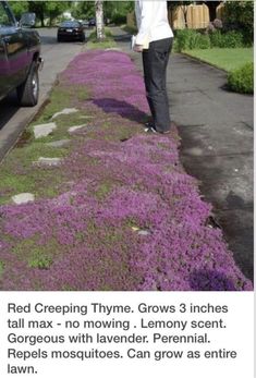 https://www.gardeningknowhow.com/lawn-care/lawn-substitutes/creeping-thyme-lawn/growing-creeping-thyme-lawns.htm Red Creeping Thyme, Creeping Thyme, Ground Cover, Lawn And Garden, Dream Garden, Yard Landscaping, Garden Planning, Green Thumb, Thyme