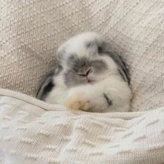 a small gray and white rabbit sleeping on top of a blanket