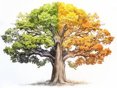 two trees with different colored leaves in the same color and one has yellow, green, orange