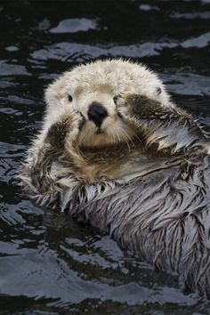 an otter is swimming in the water with its head above his chest and it's mouth