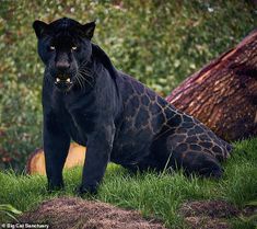 a large black leopard standing on top of a lush green field