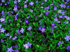 some purple flowers are growing in the grass