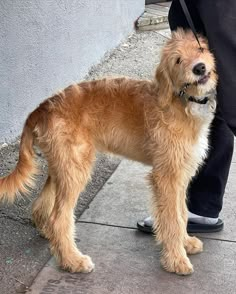 a small brown dog standing on top of a sidewalk next to a person's leg