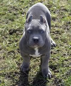 a blue nose pitbull puppy standing in the grass looking at the camera with an alert look on its face