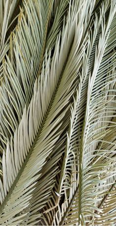 close up view of the leaves of a palm tree