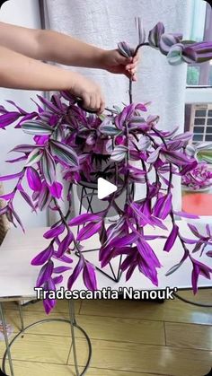 a person is cutting up purple flowers on a table