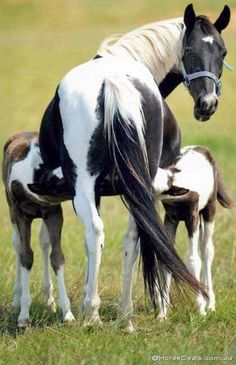 a horse and its foal standing in the grass